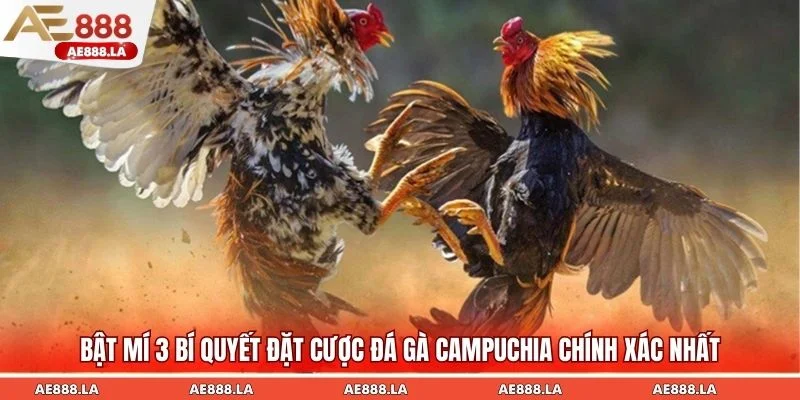 Bật mí 3 bí quyết đặt cược đá gà Campuchia chính xác nhất