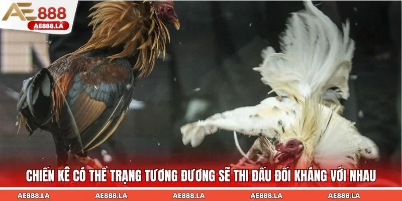 Chiến kê có thể trạng tương đương sẽ thi đấu đối kháng với nhau