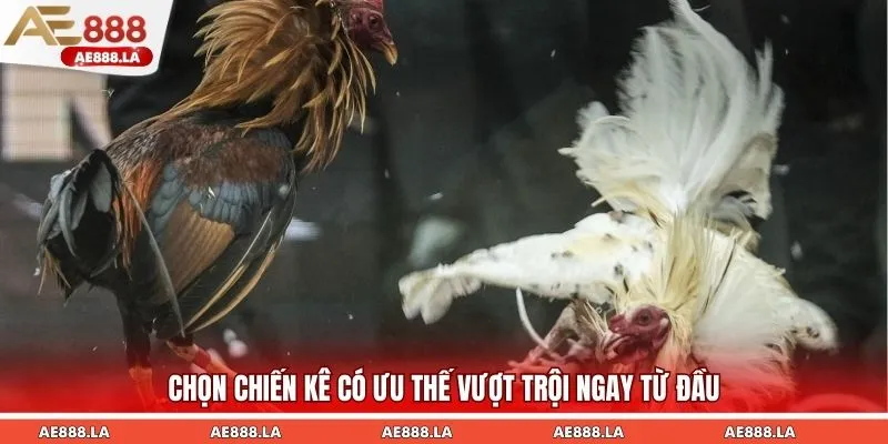 Chọn chiến kê có ưu thế vượt trội ngay từ đầu