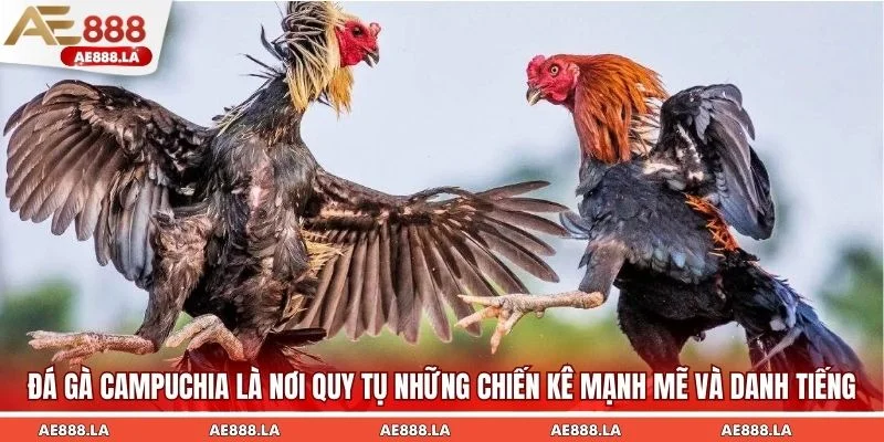 Đá gà Campuchia là nơi quy tụ những chiến kê mạnh mẽ và danh tiếng