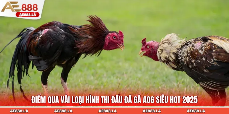 Điểm qua các siêu phẩm chọi gà đặc sắc thu hút tân binh