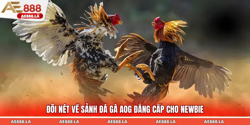 Đôi nét về sân chơi đá gà AOG đỉnh cao bậc nhất 2025
