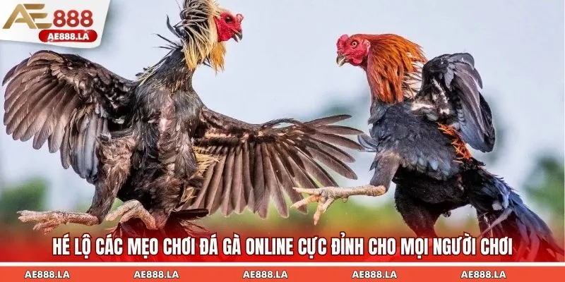 Hé lộ các mẹo chơi đá gà online cực đỉnh cho mọi người chơi