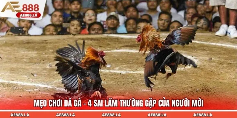 Mẹo chơi đá gà - 4 sai lầm thường gặp của người mới