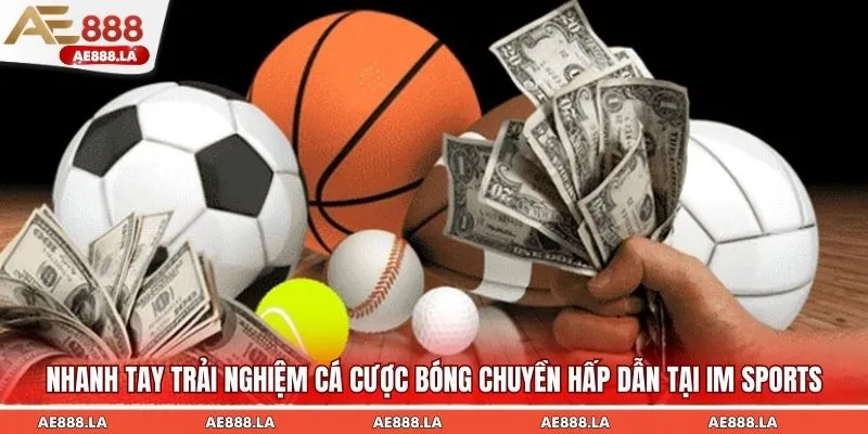 Nhanh tay trải nghiệm cá cược bóng chuyền hấp dẫn tại IM SPORTS
