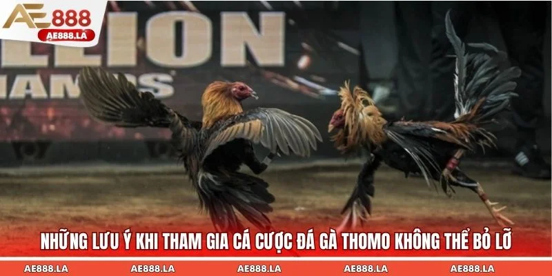Những lưu ý khi tham gia cá cược đá gà Thomo không thể bỏ lỡ