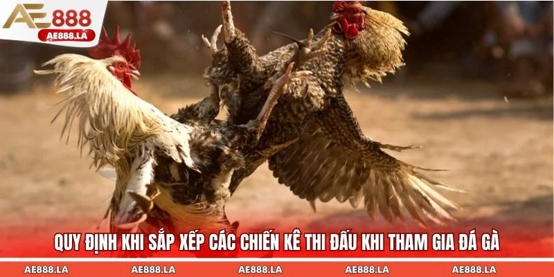Quy định khi sắp xếp các chiến kê thi đấu khi tham gia đá gà