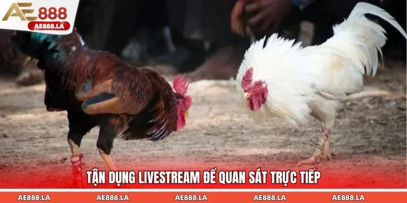 Tận dụng Livestream để quan sát trực tiếp
