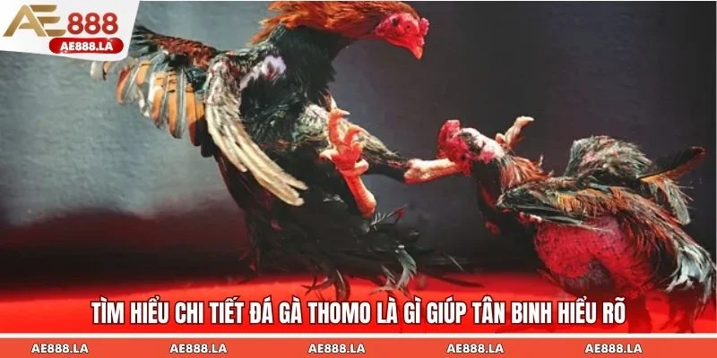 Tìm hiểu chi tiết đá gà Thomo là gì giúp tân binh hiểu rõ
