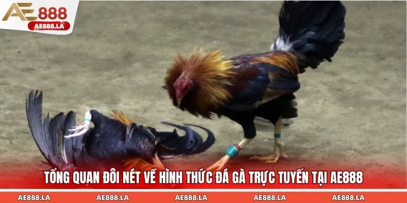 Tổng quan đôi nét về hình thức đá gà trực tuyến tại AE888