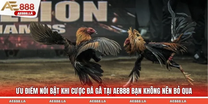Ưu điểm nổi bật khi cược đá gà tại AE888 bạn không nên bỏ qua